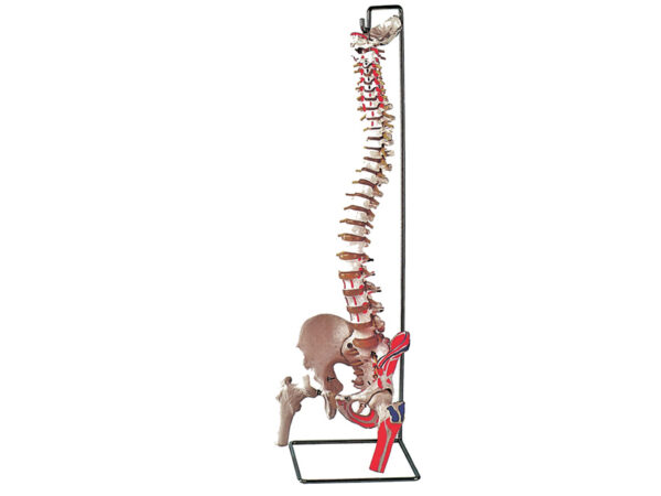 MOD. COLONNA VERTEBRALE CON FEMORI + muscolatura